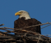 2016 06 05 Eagles 017